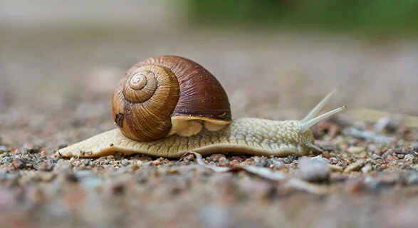 Viele treten den Rückzug ins private Schneckenhaus an